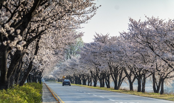 합천백리벚꽃길